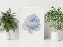 Load image into Gallery viewer, Blue Peony Print – Soft Periwinkle Vintage Botanical Flower Illustration