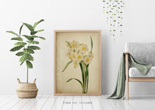 Load image into Gallery viewer, Vintage Daffodil Botanical Print - Antique Floral Illustration, Spring Flower Wall Art, Nature-Inspired Home Decor, Framed or Unframed