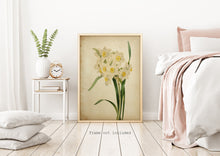 Load image into Gallery viewer, Vintage Daffodil Botanical Print - Antique Floral Illustration, Spring Flower Wall Art, Nature-Inspired Home Decor, Framed or Unframed