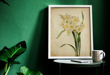 Load image into Gallery viewer, Vintage Daffodil Botanical Print - Antique Floral Illustration, Spring Flower Wall Art, Nature-Inspired Home Decor, Framed or Unframed