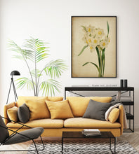 Load image into Gallery viewer, Vintage Daffodil Botanical Print - Antique Floral Illustration, Spring Flower Wall Art, Nature-Inspired Home Decor, Framed or Unframed
