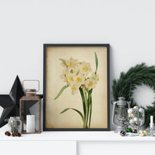 Load image into Gallery viewer, Vintage Daffodil Botanical Print - Antique Floral Illustration, Spring Flower Wall Art, Nature-Inspired Home Decor, Framed or Unframed