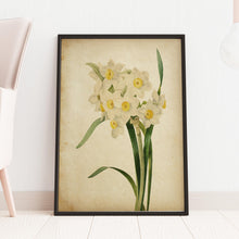 Load image into Gallery viewer, Vintage Daffodil Botanical Print - Antique Floral Illustration, Spring Flower Wall Art, Nature-Inspired Home Decor, Framed or Unframed