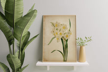 Load image into Gallery viewer, Vintage Daffodil Botanical Print - Antique Floral Illustration, Spring Flower Wall Art, Nature-Inspired Home Decor, Framed or Unframed