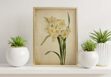 Load image into Gallery viewer, Vintage Daffodil Botanical Print - Antique Floral Illustration, Spring Flower Wall Art, Nature-Inspired Home Decor, Framed or Unframed