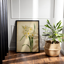 Load image into Gallery viewer, Vintage Daffodil Botanical Print - Antique Floral Illustration, Spring Flower Wall Art, Nature-Inspired Home Decor, Framed or Unframed