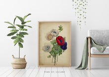 Load image into Gallery viewer, Poppy Flower Botanical Illustration print - Vintage Poppy Poster UNFRAMED