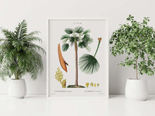 Load image into Gallery viewer, Botanical Print - Fan Palm (Chamaerops Humilis) by Gabriel Sculp