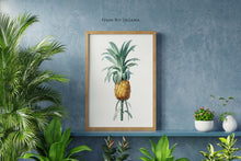 Load image into Gallery viewer, Vintage Pineapple Botanical Illustration Print - Unframed Print - Pierre-Joseph Redouté