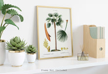 Load image into Gallery viewer, Botanical Print - Fan Palm (Chamaerops Humilis) by Gabriel Sculp