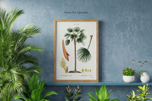 Load image into Gallery viewer, Botanical Print - Fan Palm (Chamaerops Humilis) by Gabriel Sculp