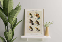 Load image into Gallery viewer, Fly Fishing Print Salmon Flies - Illustrated Book Page