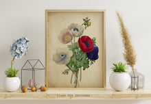 Load image into Gallery viewer, Poppy Flower Botanical Illustration print - Vintage Poppy Poster UNFRAMED
