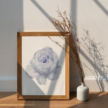 Load image into Gallery viewer, Blue Peony Print – Soft Periwinkle Vintage Botanical Flower Illustration
