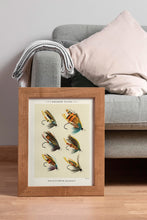 Load image into Gallery viewer, Vintage Salmon Flies Print – Antique Fly Fishing Illustration by C.F. Orvis

