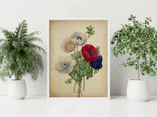 Load image into Gallery viewer, Vintage Anemone Bouquet Print – Antique Botanical Flower Illustration
