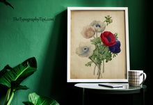 Load image into Gallery viewer, Vintage Anemone Bouquet Print – Antique Botanical Flower Illustration
