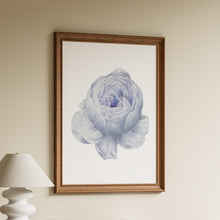 Load image into Gallery viewer, Single periwinkle blue peony flower in a vintage botanical illustration style on a white background in a wooden frame
