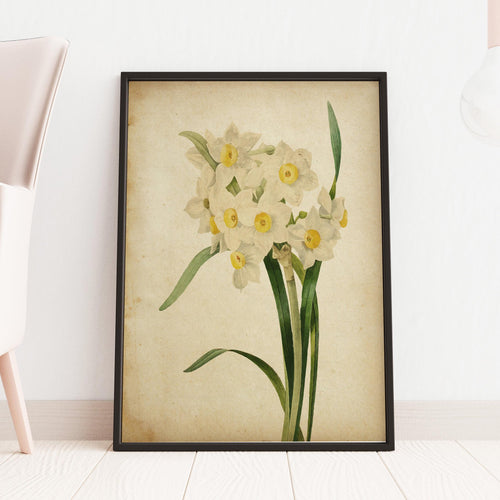 Vintage Daffodil Botanical Print - Antique Floral Illustration, Spring Flower Wall Art, Nature-Inspired Home Decor, Framed or Unframed