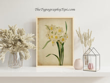 Load image into Gallery viewer, Vintage Daffodil Botanical Print - Antique Floral Illustration, Spring Flower Wall Art, Nature-Inspired Home Decor, Framed or Unframed
