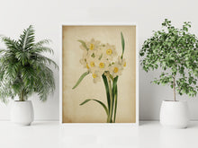 Load image into Gallery viewer, Vintage Daffodil Botanical Print - Antique Floral Illustration, Spring Flower Wall Art, Nature-Inspired Home Decor, Framed or Unframed
