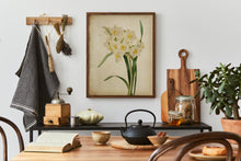 Load image into Gallery viewer, Vintage Daffodil Botanical Print - Antique Floral Illustration, Spring Flower Wall Art, Nature-Inspired Home Decor, Framed or Unframed
