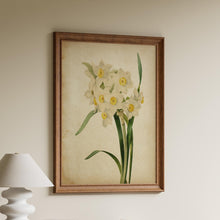 Load image into Gallery viewer, Vintage Daffodil Botanical Print - Antique Floral Illustration, Spring Flower Wall Art, Nature-Inspired Home Decor, Framed or Unframed
