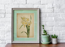 Load image into Gallery viewer, Watercolor Daffodil Botanical Illustration print - Vintage Daffodil Poster UNFRAMED
