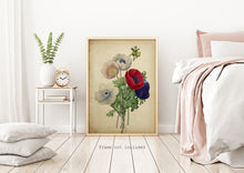 Load image into Gallery viewer, Poppy Flower Botanical Illustration print - Vintage Poppy Poster UNFRAMED
