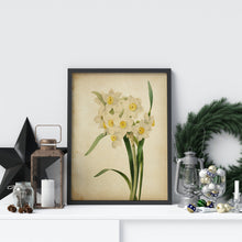 Load image into Gallery viewer, Watercolor Daffodil Botanical Illustration print - Vintage Daffodil Poster UNFRAMED
