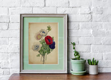 Load image into Gallery viewer, Poppy Flower Botanical Illustration print - Vintage Poppy Poster UNFRAMED
