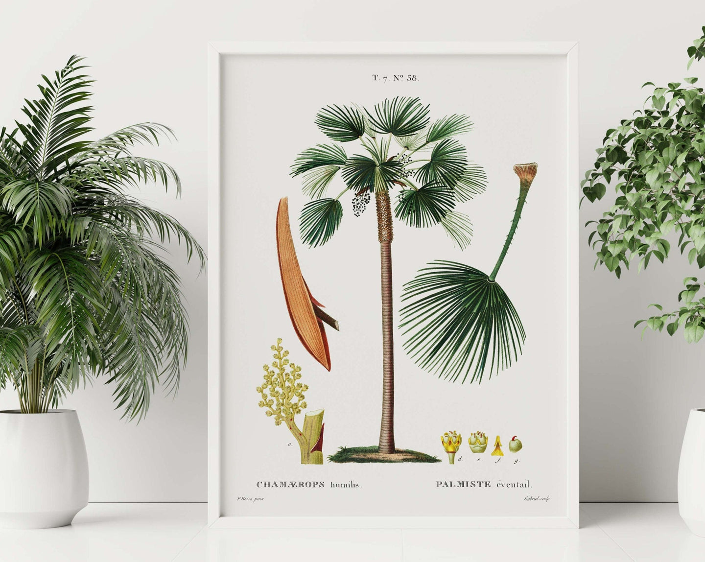 Botanical Print - Fan Palm (Chamaerops Humilis) by Gabriel Sculp - Unframed Print