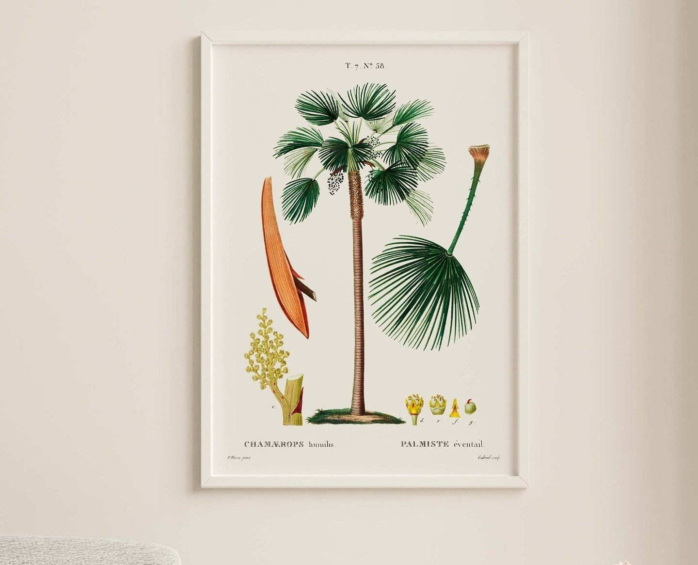 Botanical Print - Fan Palm (Chamaerops Humilis) by Gabriel Sculp