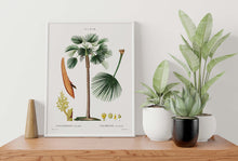 Load image into Gallery viewer, Botanical Print - Fan Palm (Chamaerops Humilis) by Gabriel Sculp - Unframed Print
