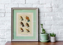 Load image into Gallery viewer, Fly Fishing Print Salmon Flies - Illustrated Book Page
