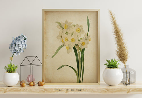 Watercolor Daffodil Botanical Illustration print - Vintage Daffodil Poster UNFRAMED